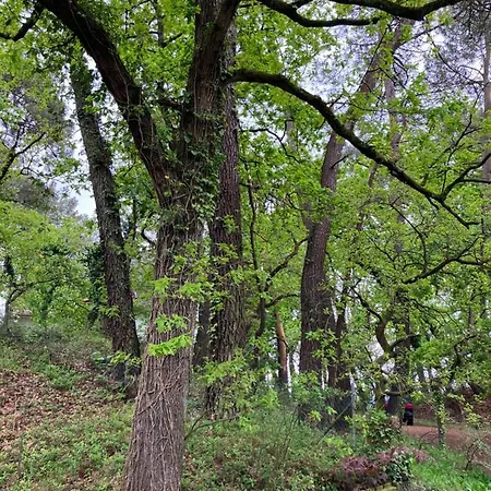 En Foret *